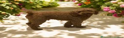 Cockapoo dogs for sale: Super cute Cockapoo Pups - Advert 20