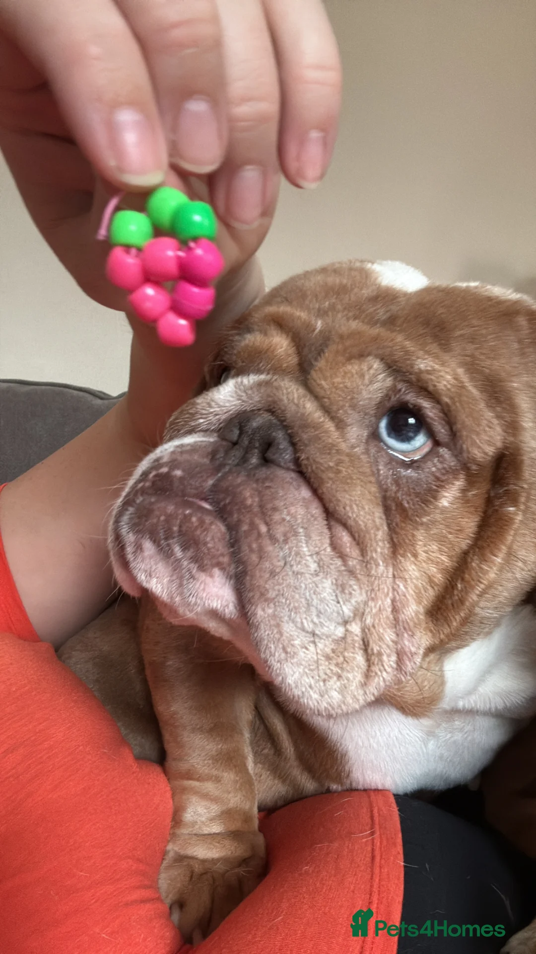 English Bulldog dogs for sale: Much loved dog  in Chippenham - Advert 1