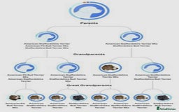 Mixed Breed dogs for sale: 9 month old staffy mix - Advert 7