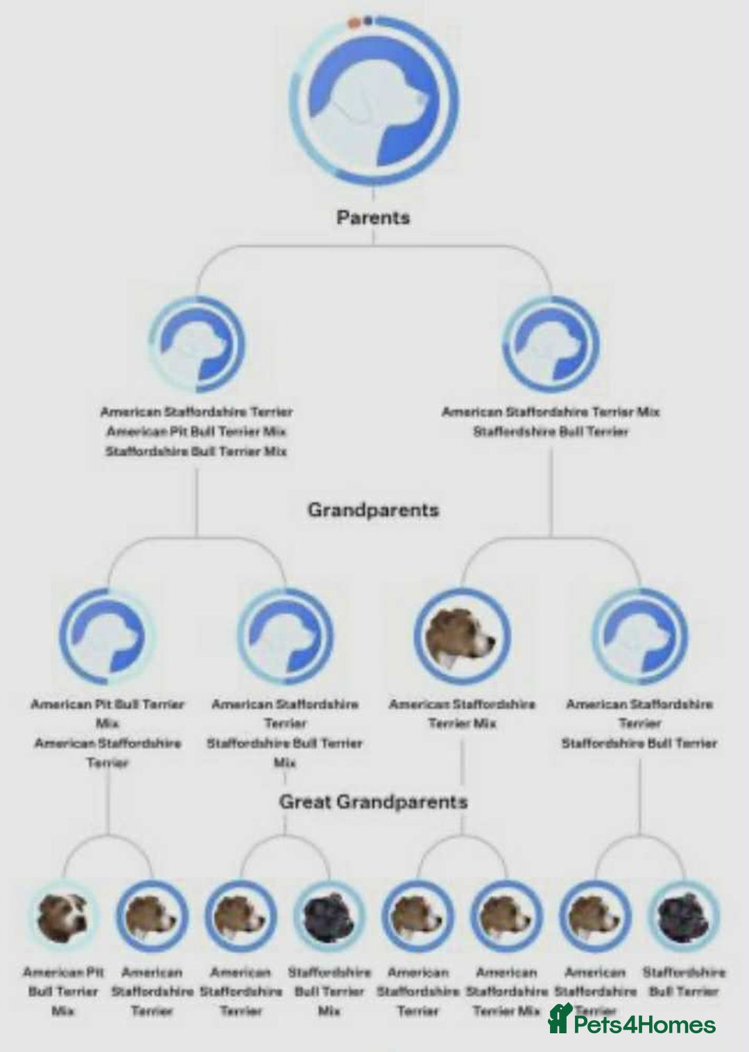 Mixed Breed dogs for sale: 9 month old staffy mix - Advert 7