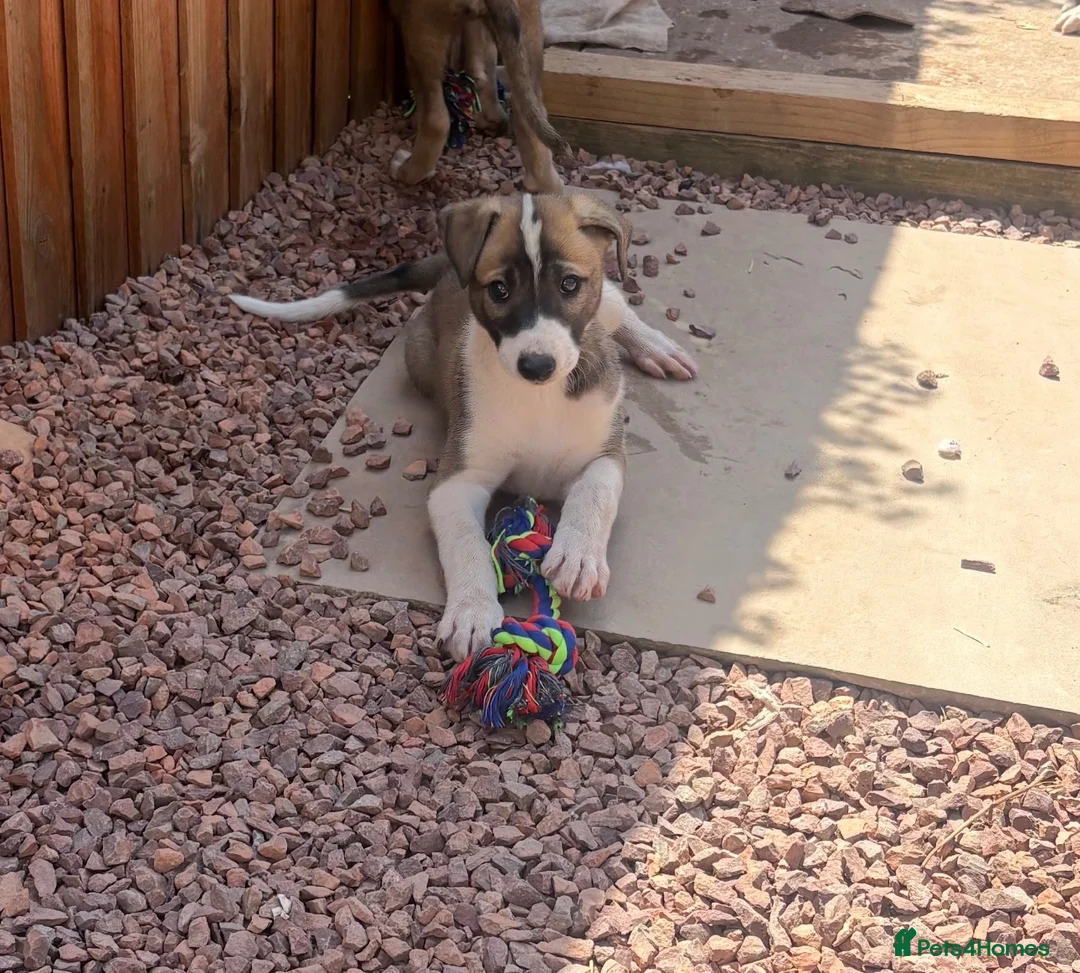 Lurcher dogs for sale: Lurcher puppy - Advert 1