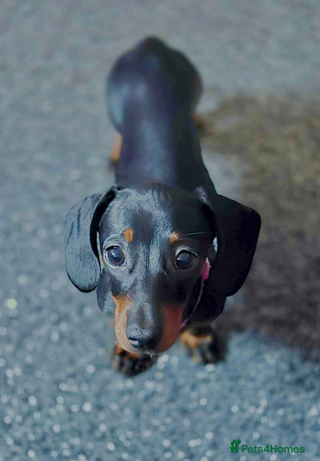 Dachshund dogs for sale: 8 month female pup needing a loving home  - Advert 4