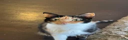 Mixed Breed cats for sale: Beautiful kittens for sale  - Advert 1