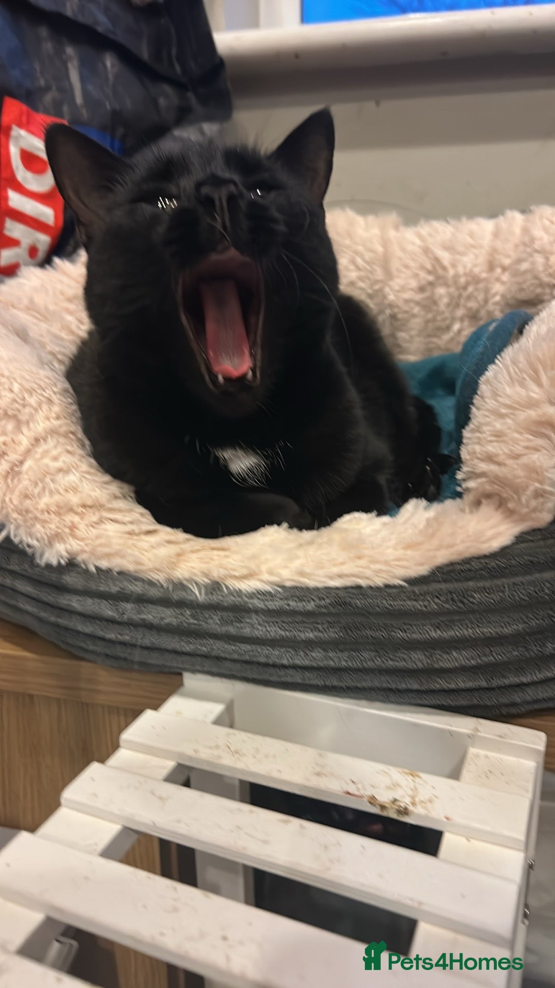 Domestic Shorthair cats for sale: Pretty black female cat - Advert 5