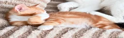 Mixed Breed cats for sale: Beutifull kittens for sale - Advert 7