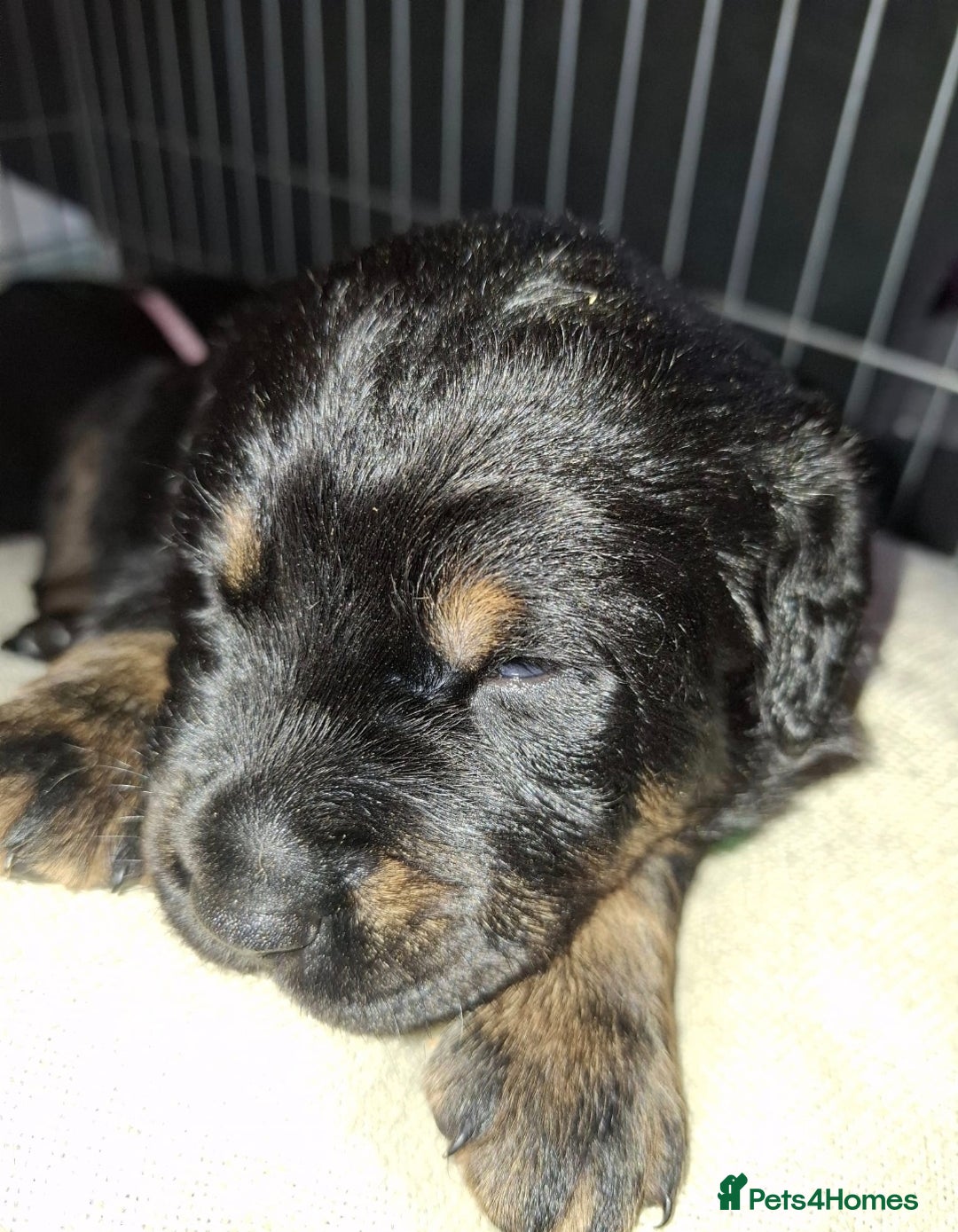 Mixed Breed dogs for sale: Luna pups - Image 7