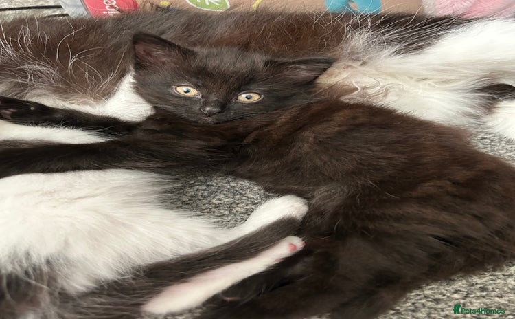 Domestic Shorthair cats - Advert 2