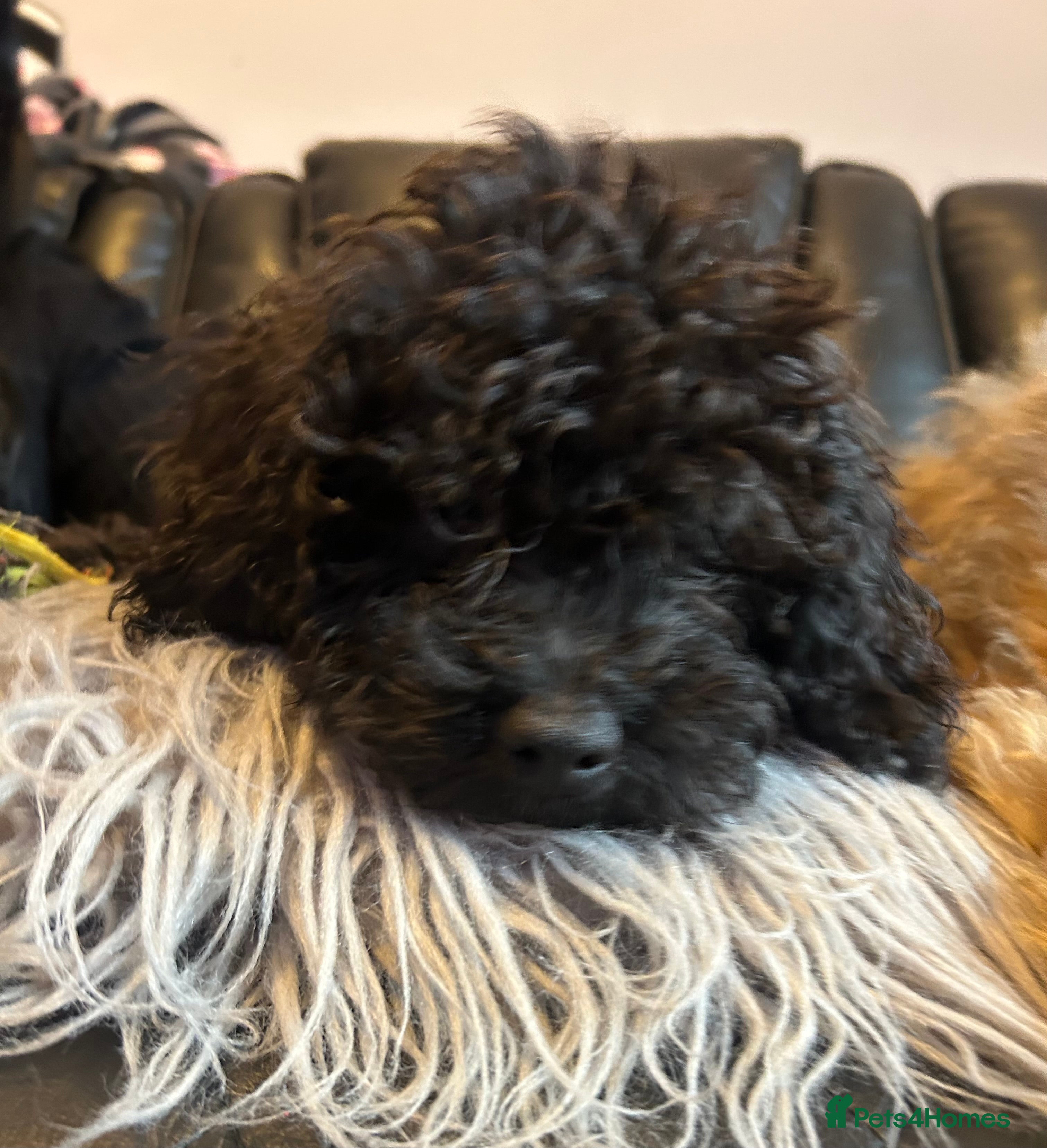 Cavapoo dogs   F1b Cavapoo READY 12th of February  - Advert 14