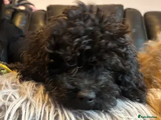 Cavapoo dogs F1b Cavapoo READY 12th of February - Advert 14