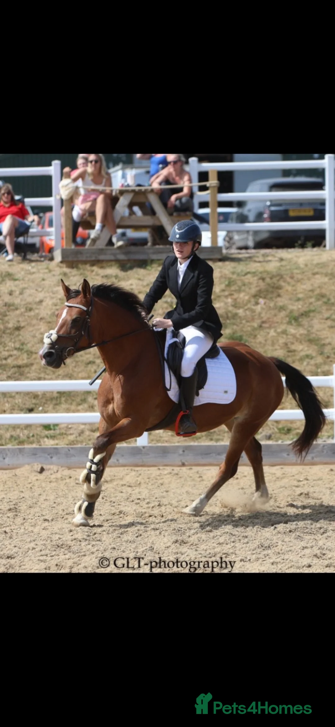Welsh Section D horses for sale: Tyrllawn Rosetta  in Cardiff - Advert 2