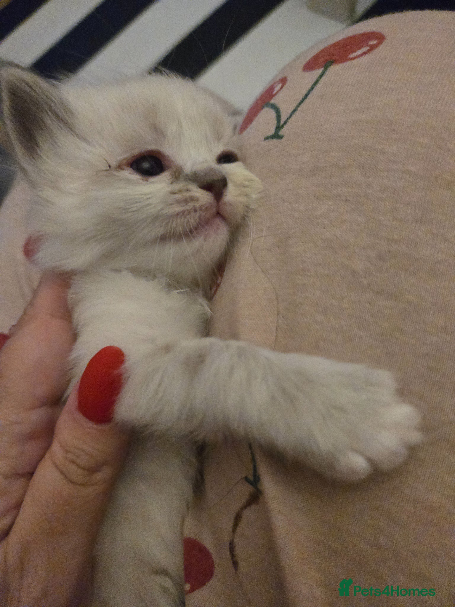 Ragdoll cats for sale: Stunning litter of Purebred Ragdoll kittens - Advert 24