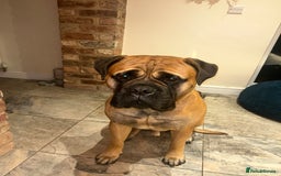 Bullmastiff dogs for stud: 🦴 Now for Stud – Finn Shelby of the Garrison 🦴 - Image 2