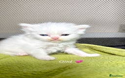 Persian cats for sale: Pure breed Rare Colours Gorgeous Persian Kittens  - Image 10