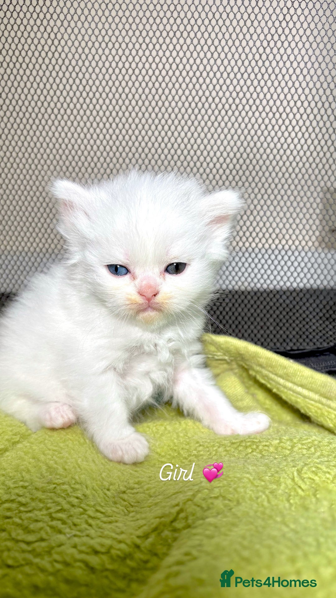 Persian cats for sale: Pure breed Rare Colours Gorgeous Persian Kittens  - Image 10
