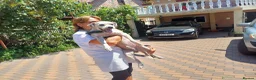 Cockapoo dogs for adoption: 🐾CRIS - Betrayed by the Person He Trusted… in Nottingham - Advert 14