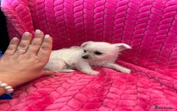 Chipoo dogs for sale: Tiny Chihuahua / Asian toy poodle  - Image 6