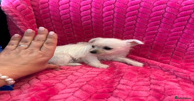 Chipoo dogs - Advert 3