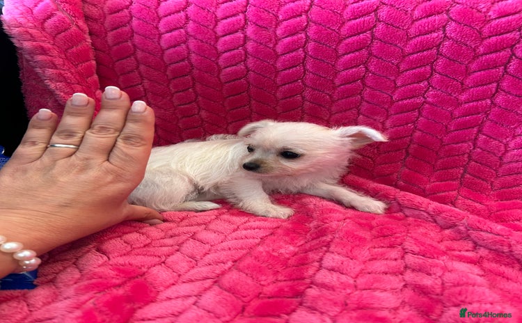 Chipoo dogs - Advert 1