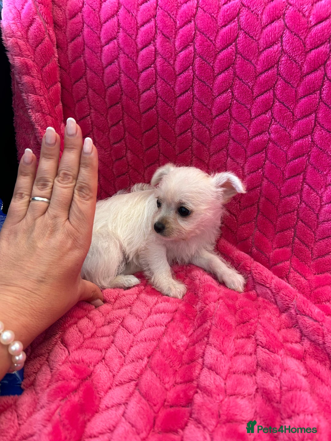 Chipoo dogs for sale: Tiny Chihuahua / Asian toy poodle  - Image 6