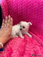 Chipoo dogs - Advert 3