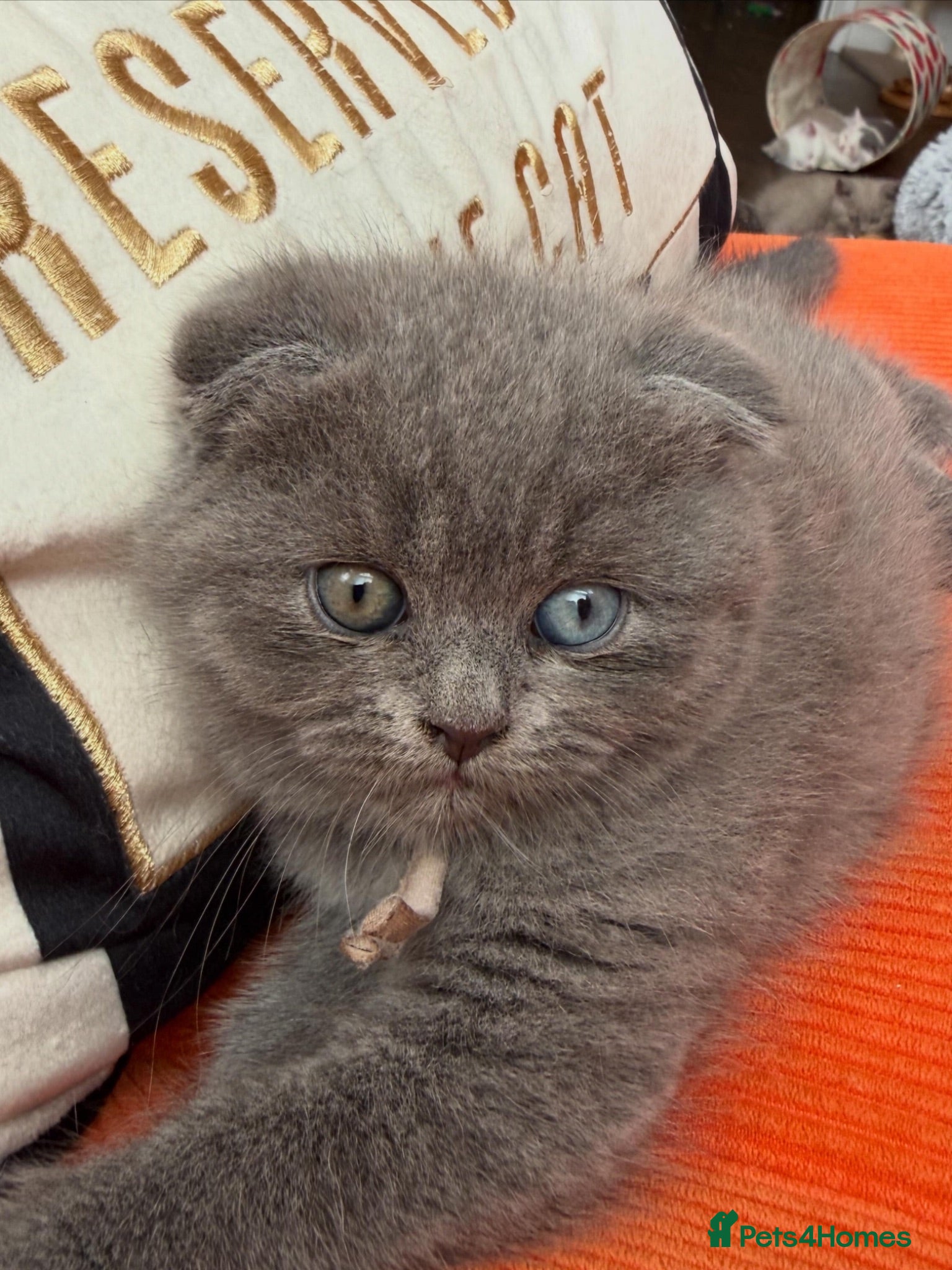 Scottish Fold cats Unique blue and odd eye kittens - Advert 2