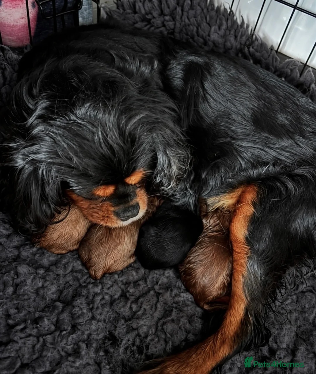 Cavapoo dogs for sale: Cavapoo pups in Stafford - Advert 6