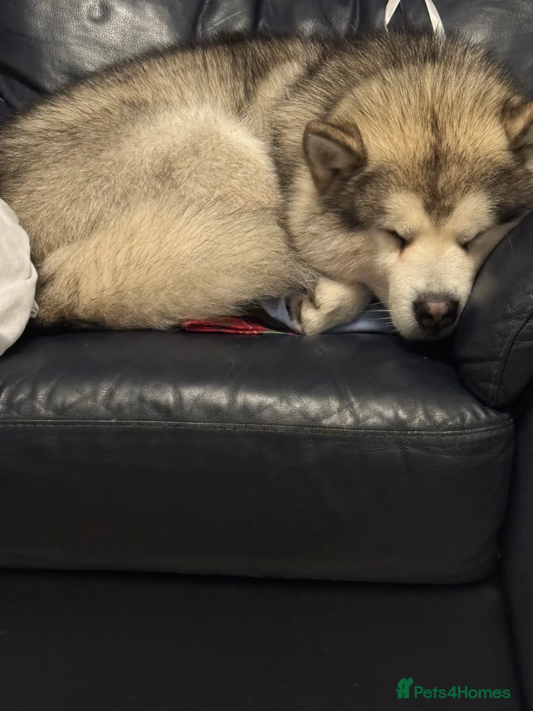 Alaskan Malamute dogs for sale: Alaskan malamute boy - Advert 11