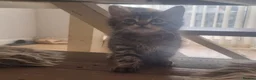 Maine Coon cats for sale: Mainecoon x bengal kittens READY NOW  - Advert 7