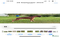 Boxer dogs for stud: Red European import at Stud in Cardiff - Image 21