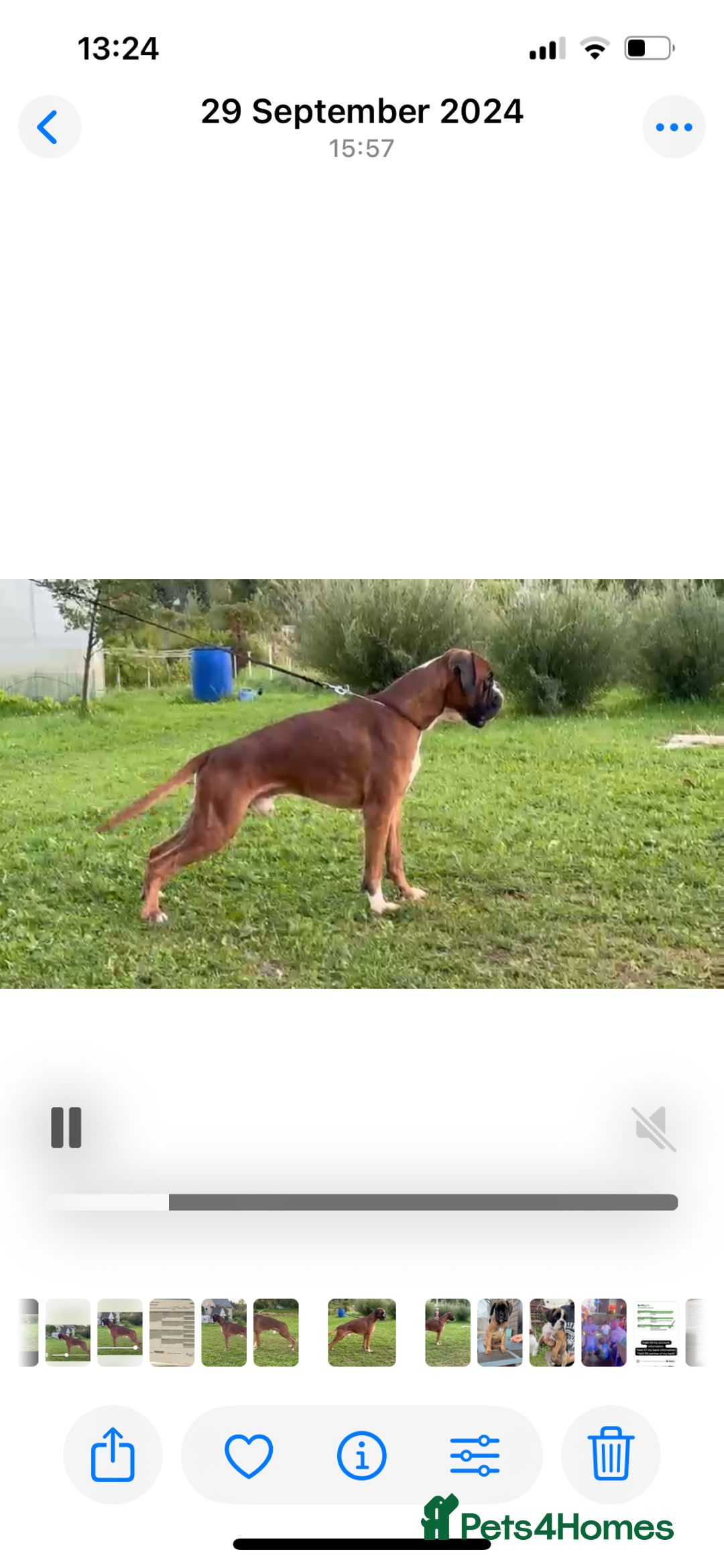 Boxer dogs for stud: Red European import at Stud in Cardiff - Image 21