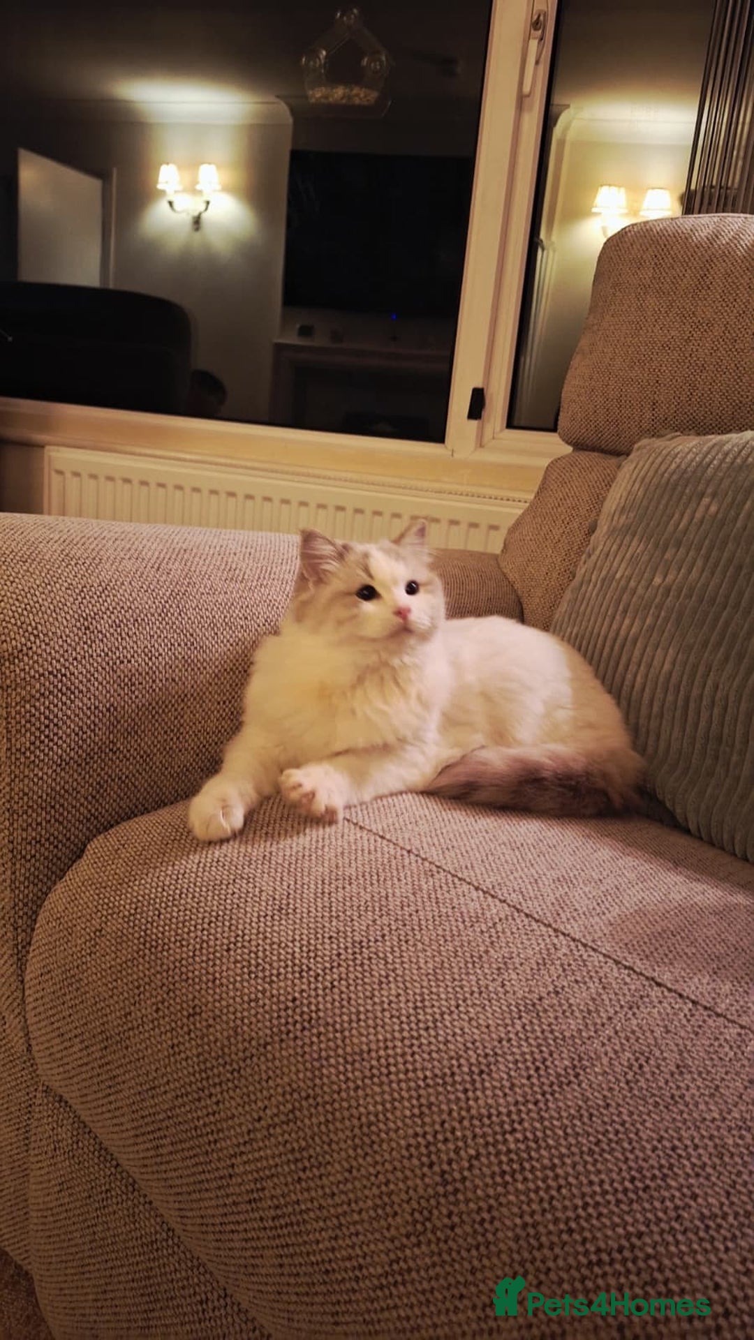 Ragdoll cats for sale: GCCF Pedigree Ragdoll Kitten - Advert 5