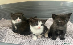 Mixed Breed cats for sale: Kittens - Image 2