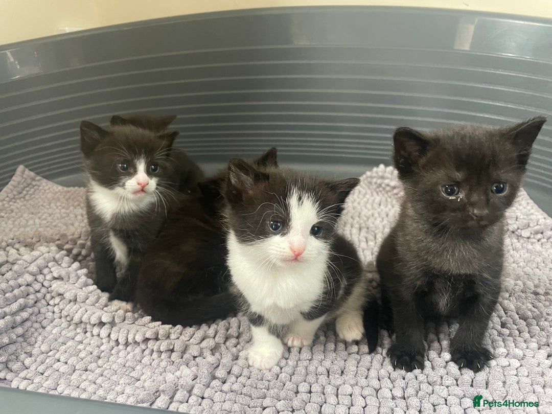 Mixed Breed cats for sale: Kittens - Image 2