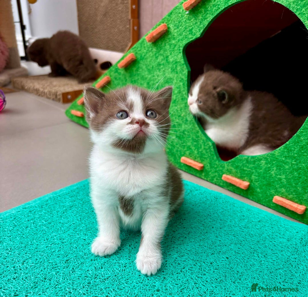 British Shorthair cats for sale: Luxury British Short-Choc& Bi-Coloured|07988240877 - Advert 9