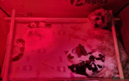 Shih Tzu dogs for sale: Shih tzu puppies - Image 13