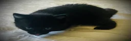 Persian cats for sale: Two little Persian kitten crosses.  - Advert 5
