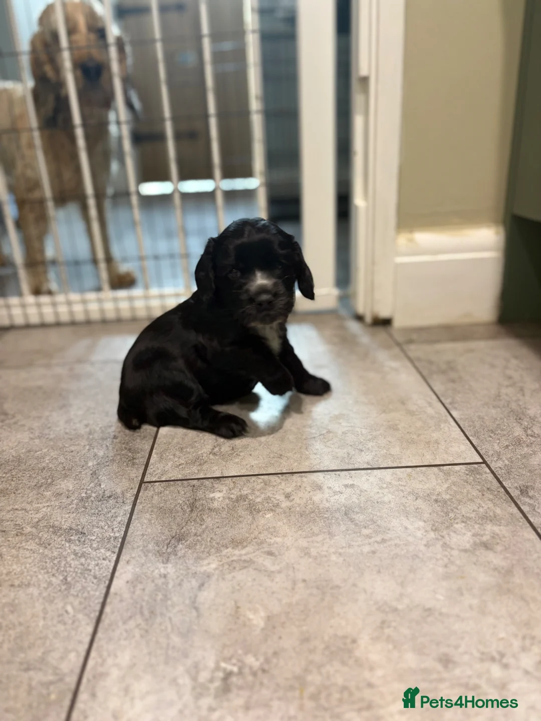Cocker Spaniel dogs for sale: Working Cocker spaniel puppies in Chelmsford - Advert 8