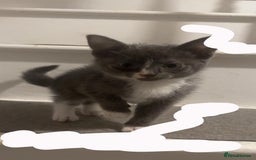 Mixed Breed cats for sale: Half ragdoll girl kittens ready now  - Image 6