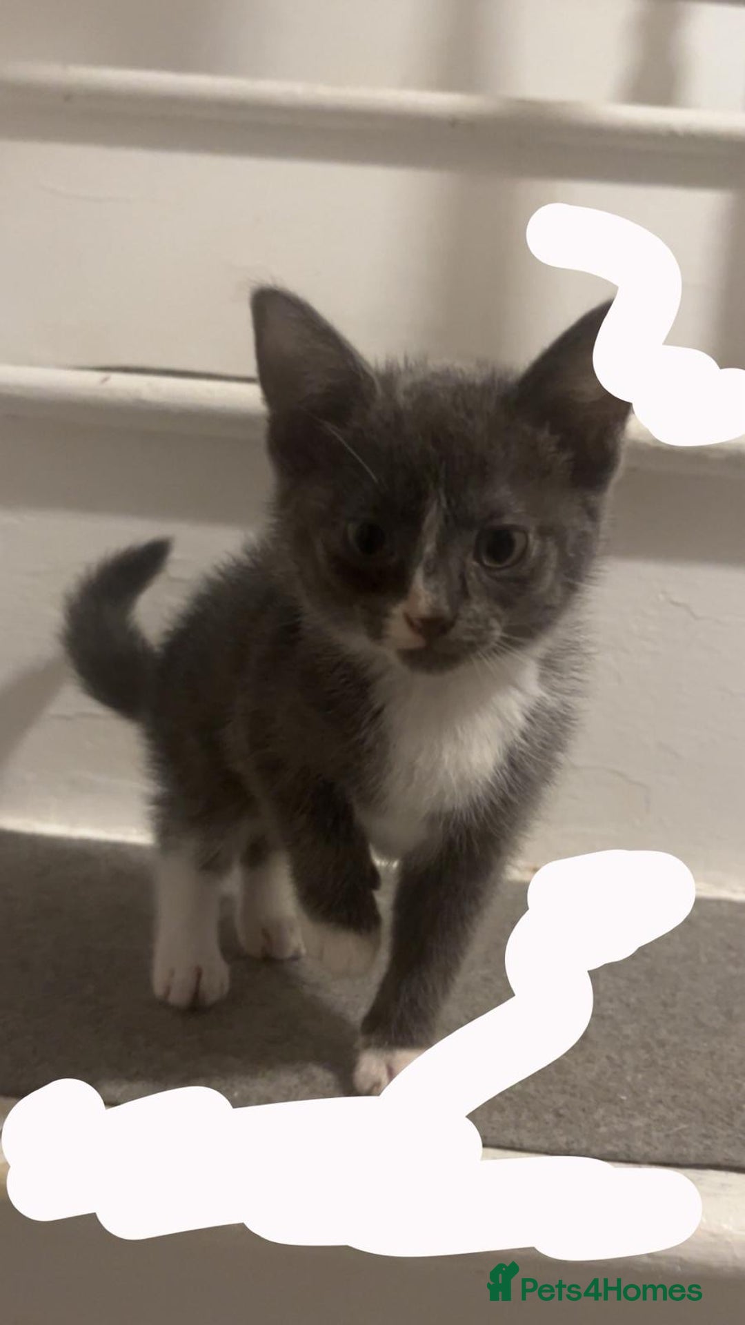 Mixed Breed cats for sale: Half ragdoll girl kittens ready now  - Image 6
