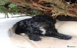 Miniature Poodle dogs for sale: Beautiful pedigree poodle  - Image 2
