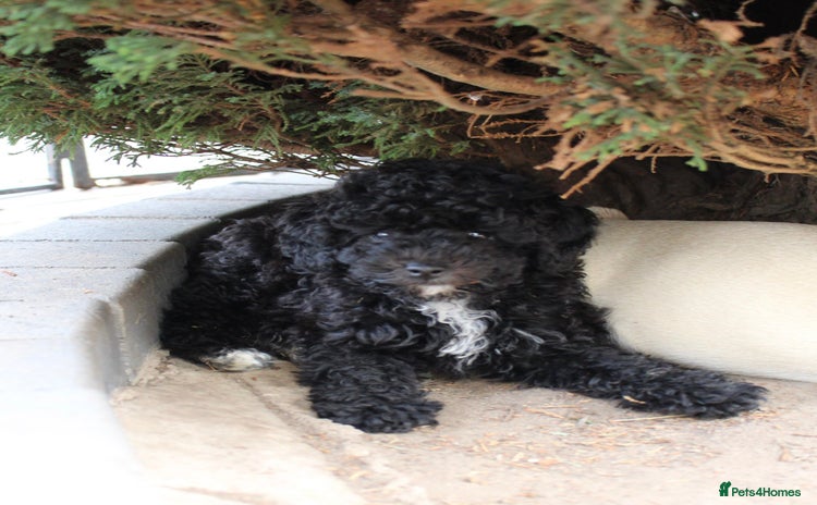 Miniature Poodle dogs - Advert 4