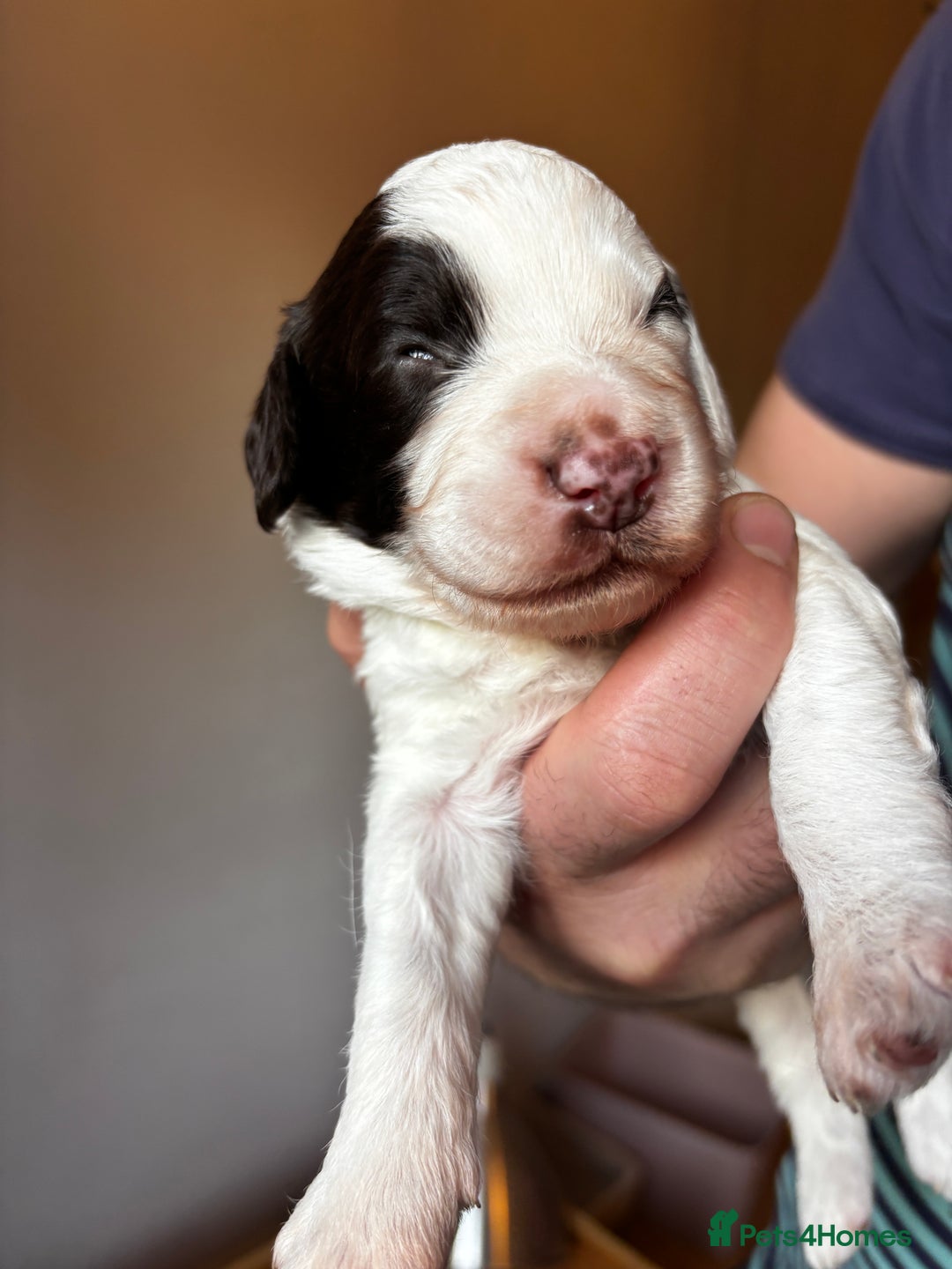 Sproodle dogs for sale: 🐾 Premium Sproodles - Merles & Stunning Parti 🐾 - Advert 12