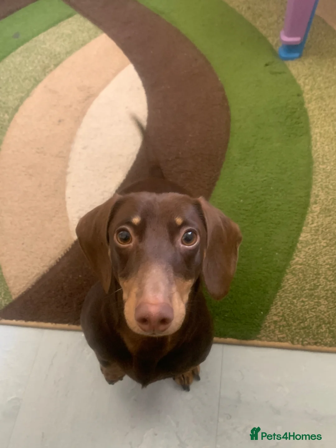 Miniature Dachshund dogs for stud: Chocolate and tanned mini dachshund boy  in Ilford - Advert 19
