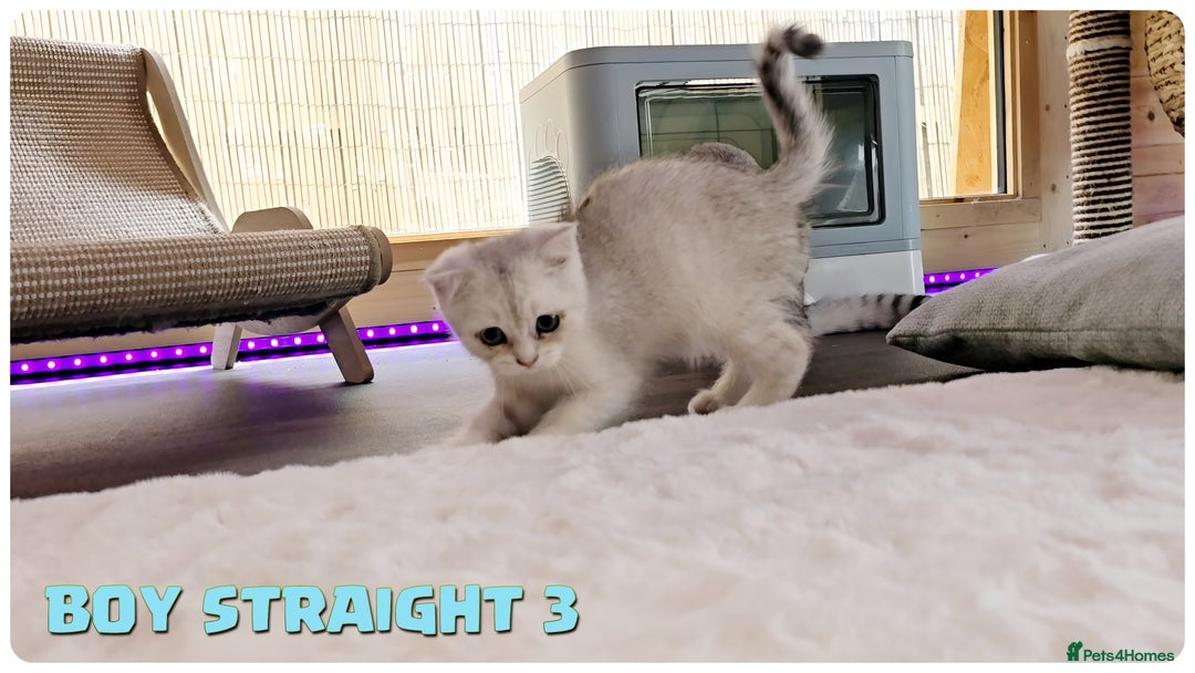 Scottish Fold cats for sale: Scottish Fold Kittens (Delivery  available) - Image 9