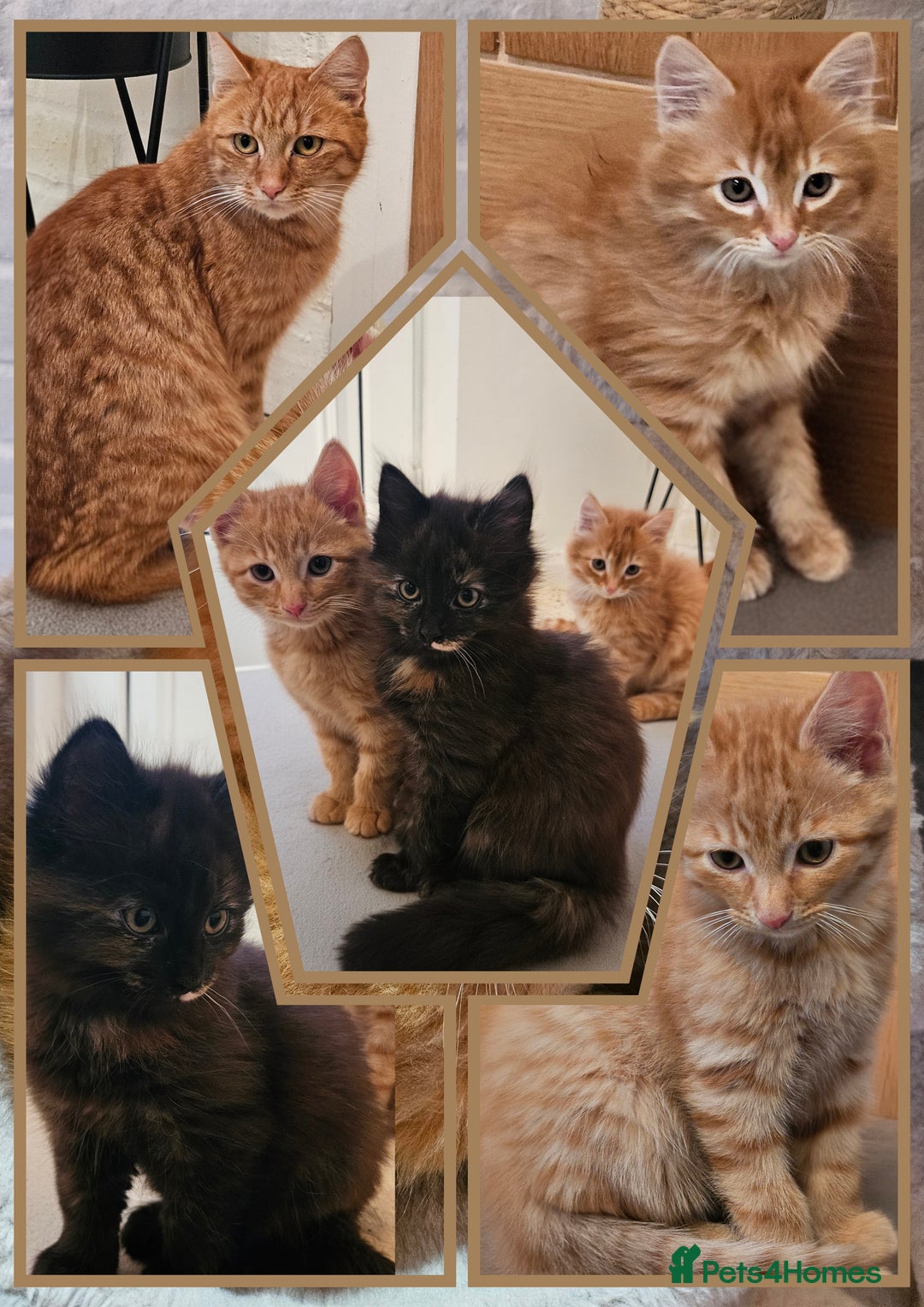 Mixed Breed cats for sale: Kittens for sale  - Advert 4