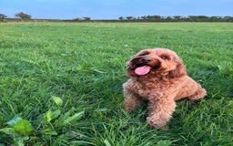 Irish Doodle dogs for stud: Gorgeous Deep Red Mini Irishdoodle for stud only in Totnes - Image 2