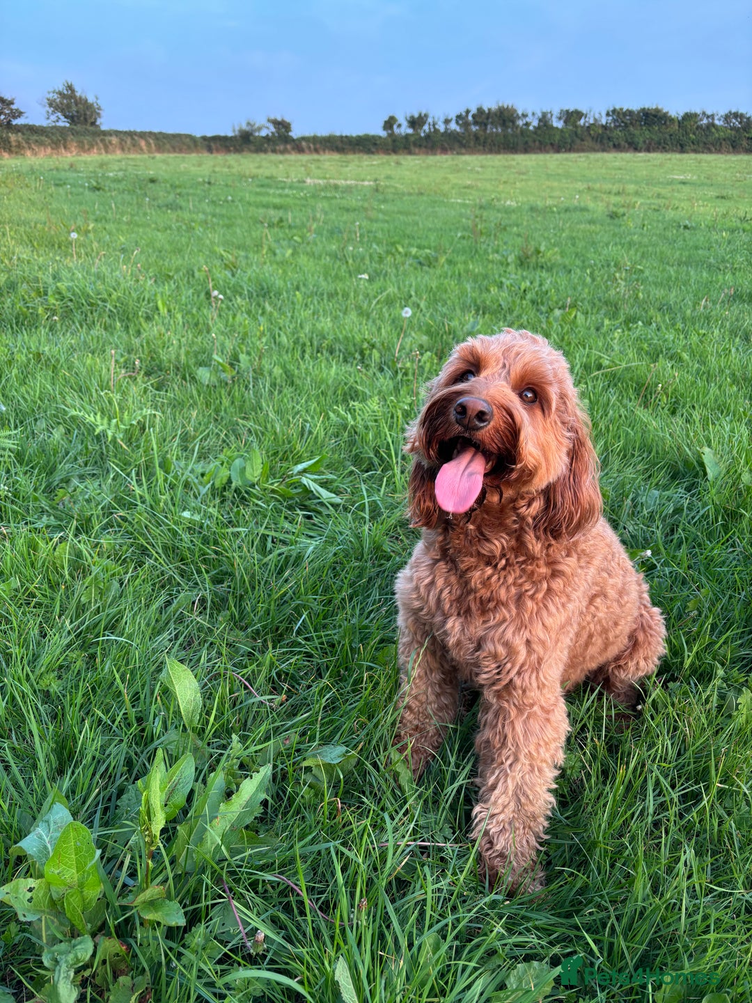 Irish Doodle dogs for stud: Gorgeous Deep Red Mini Irishdoodle for stud only in Totnes - Image 2