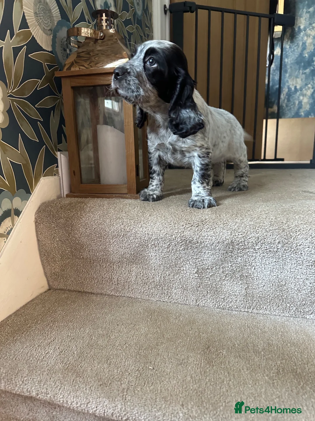 Cocker Spaniel dogs for sale: The Perfect Mix Show x Working - Advert 7