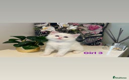 Ragdoll cats for sale: Beautiful Ragdoll Kittens - Advert 9
