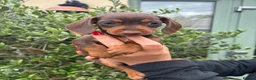 Miniature Dachshund dogs for sale: Stunning KC Miniature Dachshund Litter of 7 in Burnley - Advert 20